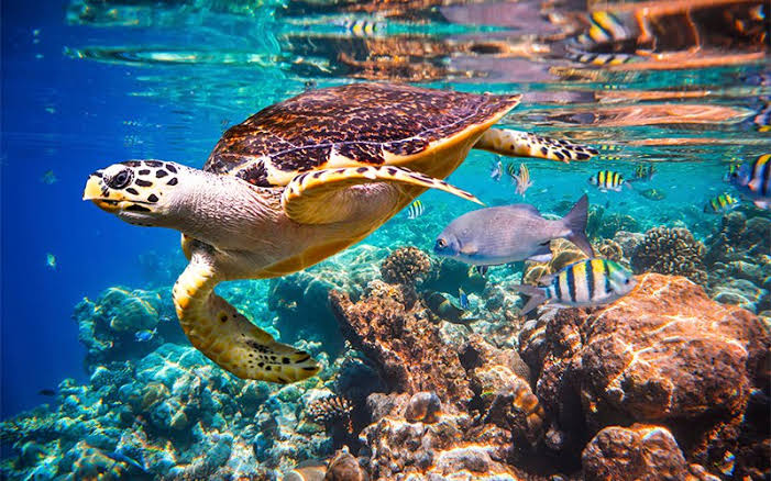 Luxury Two-Bay Snorkel - Herewegocabo